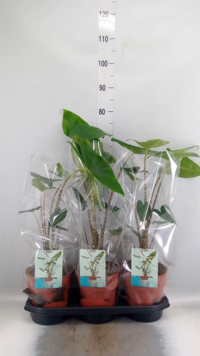 <h4>Alocasia zebrina</h4>