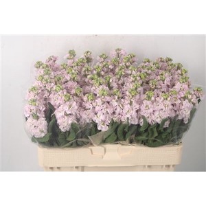 Matth Nl. Stox Silver Pale Pink