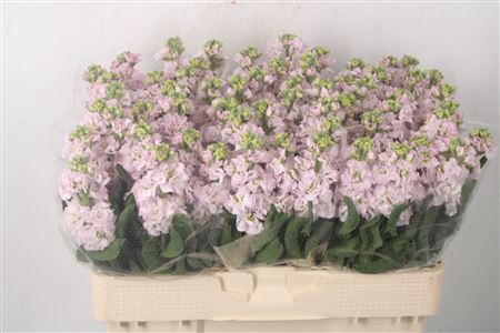 <h4>Matth Nl. Stox Silver Pale Pink</h4>