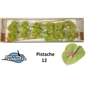 Pistache 12