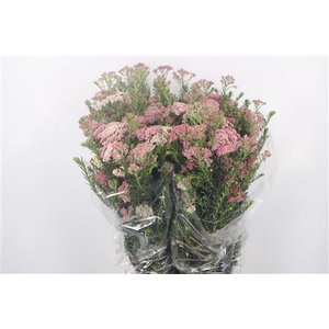 Ozoth Cook Tall Pink Per Bunch