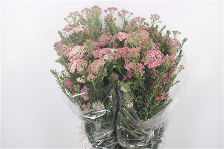 <h4>Ozoth Cook Tall Pink Per Bunch</h4>