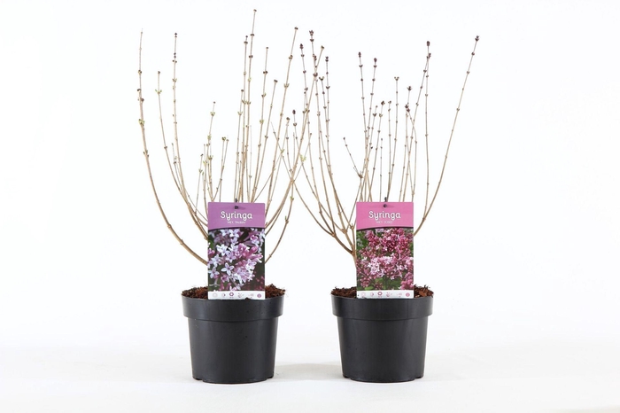 <h4>Syringa Mix</h4>