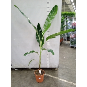 Musa   ...