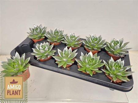 Echev Miranda Paint Silver Tip