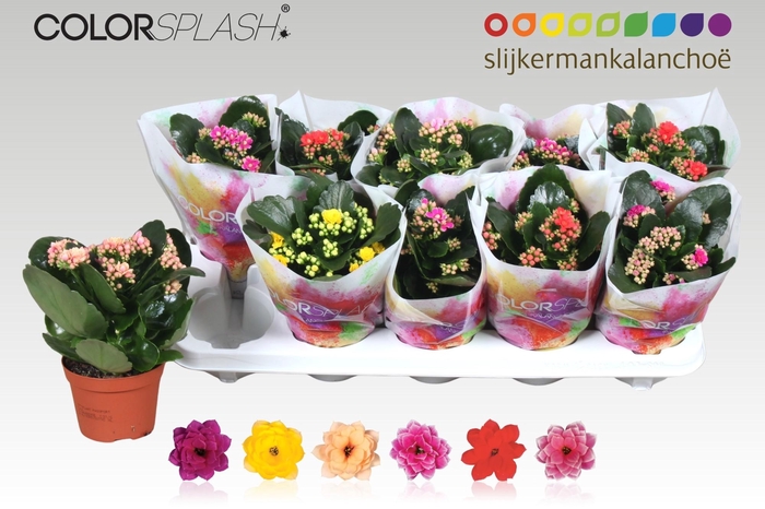 <h4>KAL GE GEM 6 KL</h4>