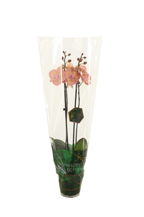 <h4>Signature Phal Very Maple 2T16+</h4>