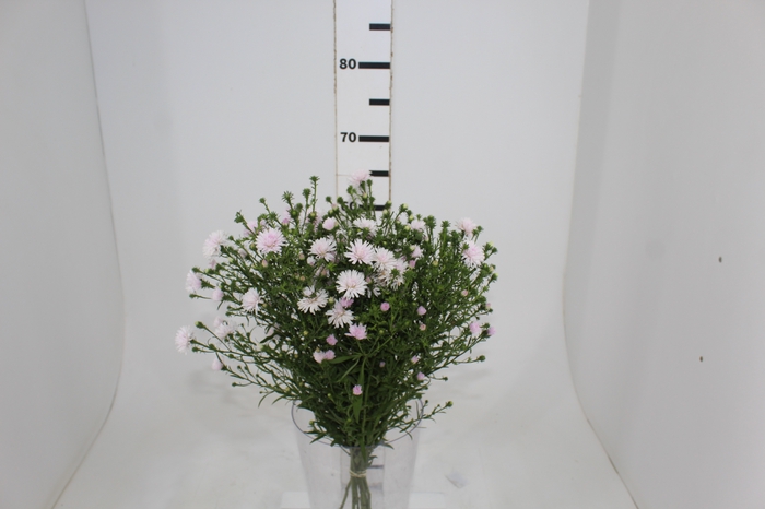 <h4>ASTER MARIANA 060 CM ROSA CLARO</h4>