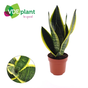 Sansevieria trif. Futura Superba