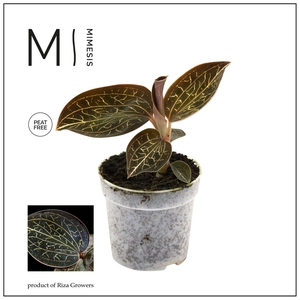 Mimesis Jewel Orchid KARMA Anoectochilus Garnet - 7cm