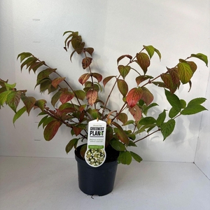 Viburnum plicatum