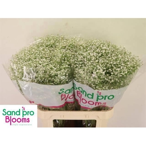 GYPS PA ZI DISCOVERY