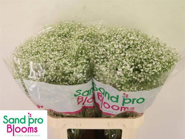 <h4>GYPS PA ZI DISCOVERY</h4>