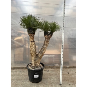 Yucca Rostrata Multistam 005 - 230cm