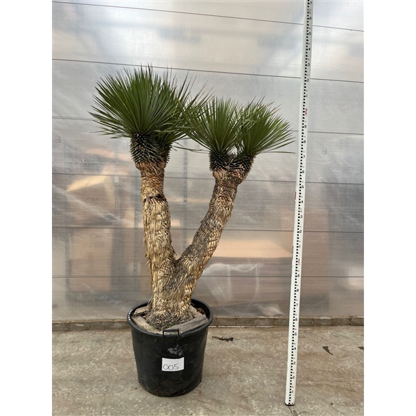 <h4>Yucca Rostrata Multistam 005 - 230cm</h4>