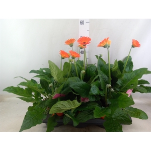 Gerbera  'Garvinea Sweet Glow'