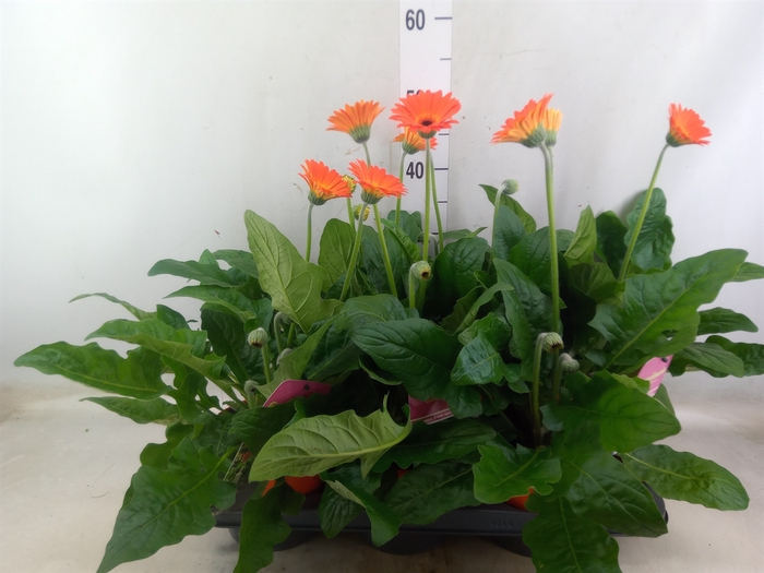 <h4>Gerbera  'Garvinea Sweet Glow'</h4>