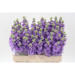Matth Figaro Lavende