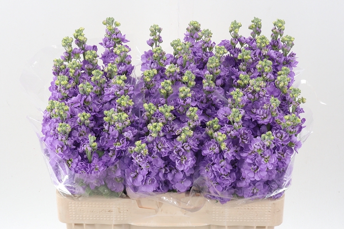 <h4>Matth Figaro Lavende</h4>