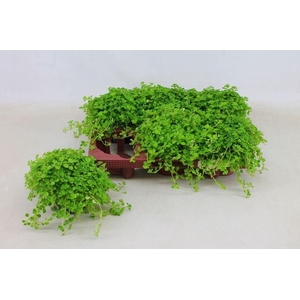 PILEA DEPRESSA