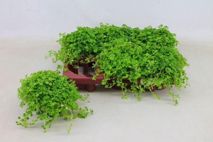 <h4>PILEA DEPRESSA</h4>