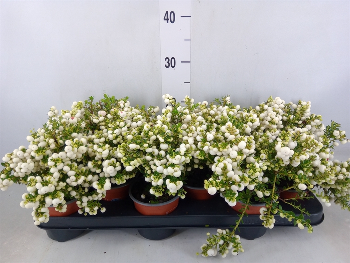 <h4>Gaultheria   ...white berry</h4>