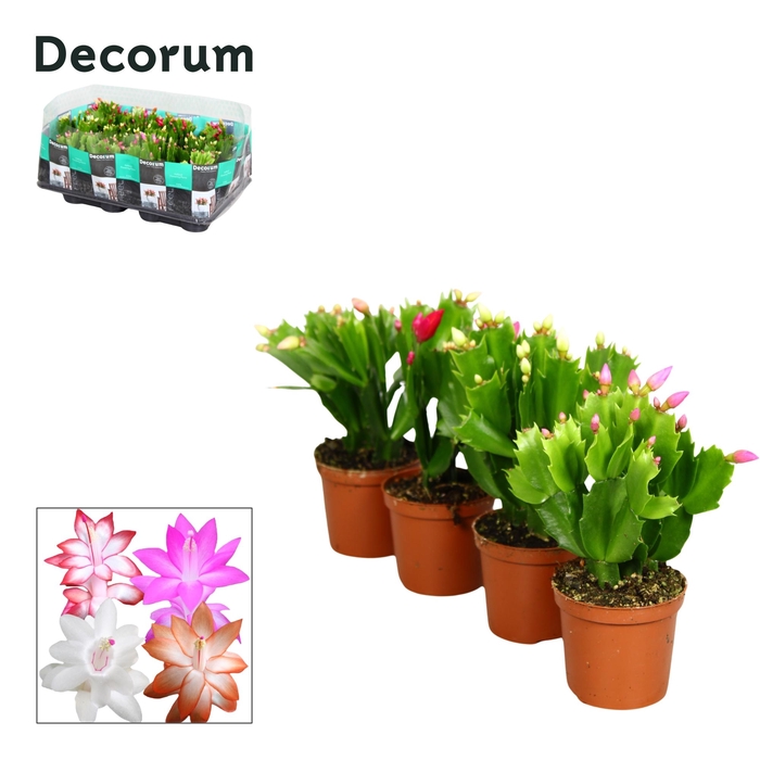 <h4>Schlumbergera - 7 cm - mix - Decorum</h4>