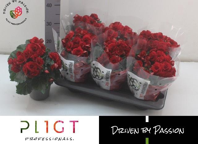 <h4>BEG DU BALADIN</h4>