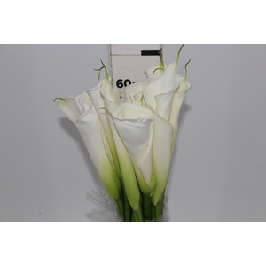 COPO DE LEITE BRANCO 060 CM