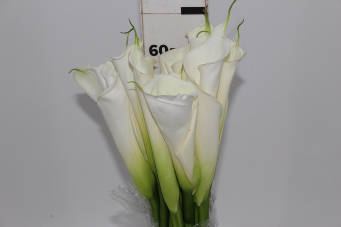 <h4>COPO DE LEITE BRANCO 060 CM</h4>