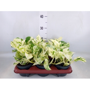 Epipremnum pinn. 'Happy Leaf'