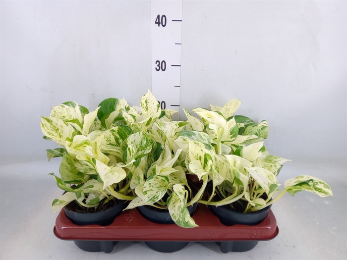 <h4>Epipremnum pinn. 'Happy Leaf'</h4>