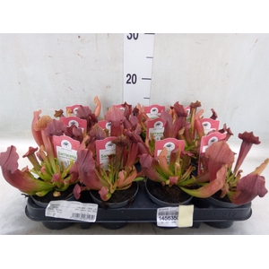 Sarracenia   ...