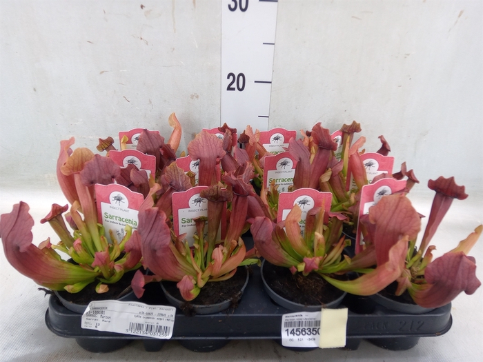 <h4>Sarracenia   ...</h4>