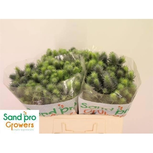 ERYN PACIFI BLUE SKY