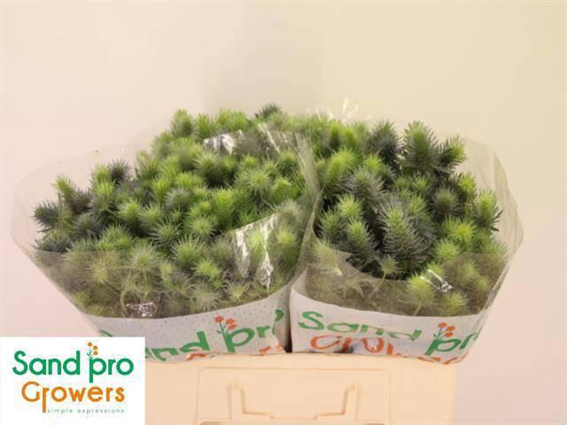 <h4>ERYN PACIFI BLUE SKY</h4>