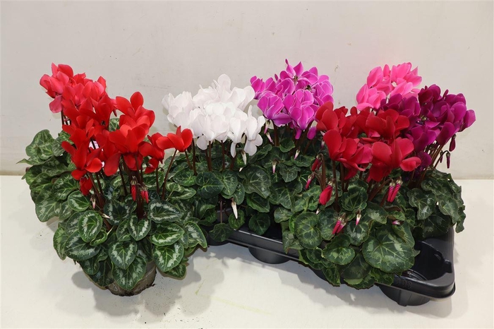 <h4>Cycl Md Sup Macro</h4>