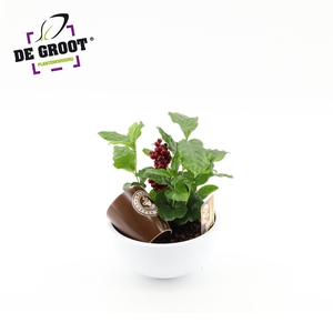 Coffea in schaal met bark en bijsteker