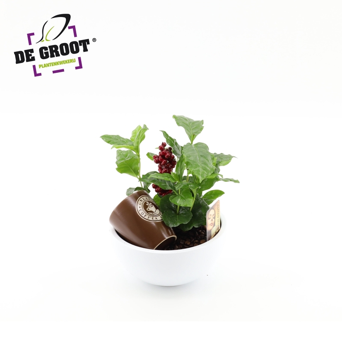 <h4>Coffea in schaal met bark en bijsteker</h4>