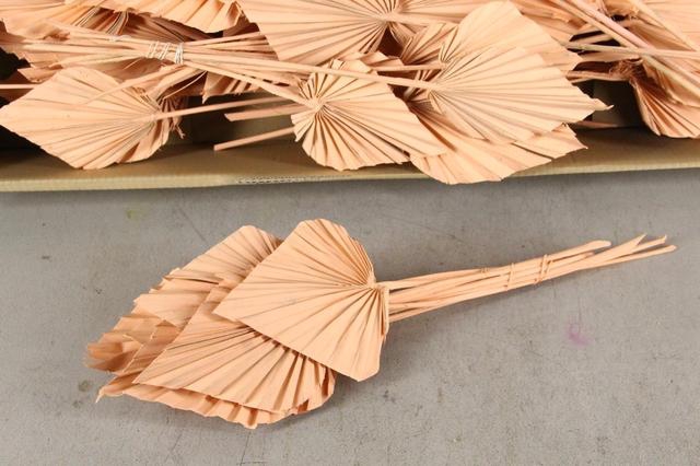 <h4>DF Palm Spear Medium Apricot</h4>