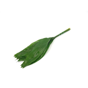 Aspidistra 60cm (groene Doos)