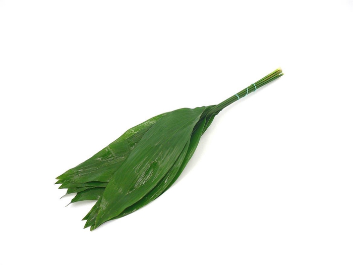 <h4>Aspidistra 60cm (groene Doos)</h4>