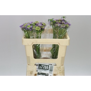 Scabiosa Atr Lavender Scoop