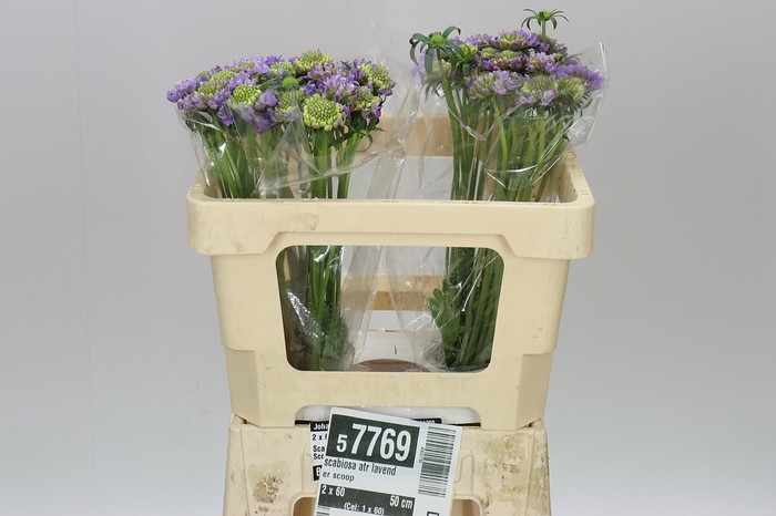 <h4>Scabiosa Atr Lavender Scoop</h4>