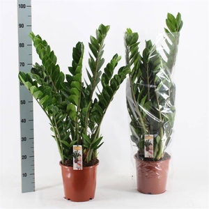 Zamioculcas zamifolia 21Ø 90cm 8st