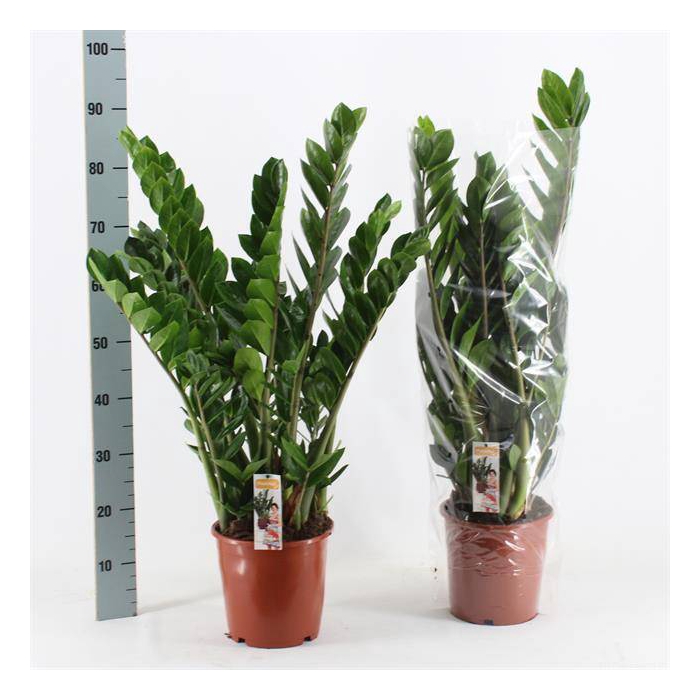 <h4>Zamioculcas zamifolia 21Ø 90cm 8st</h4>