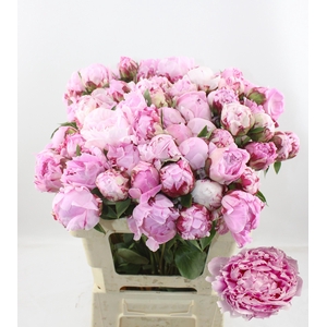 PAEO L SARA BERNHARD