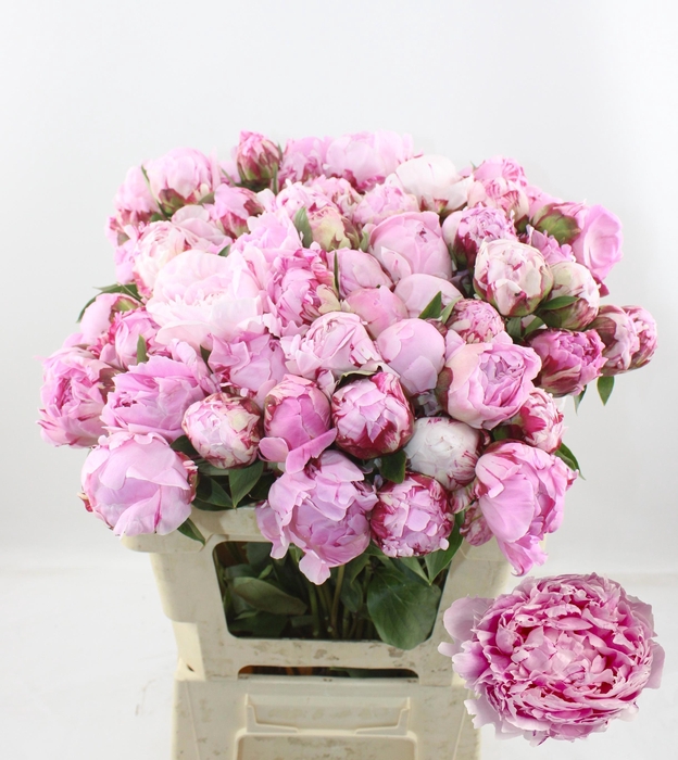 <h4>PAEO L SARA BERNHARD</h4>