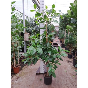 Ficus Altissima vertakt 270