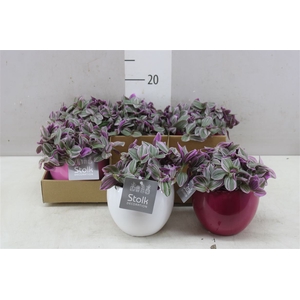 Tradescantia Sweetness Pink Mix Keramiek